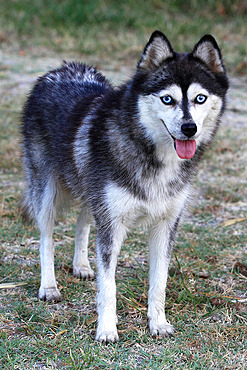 adult female pomsky dog standing in a garden