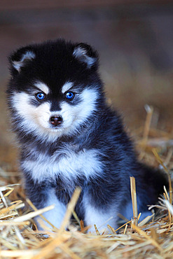 Pomsky puppy sitting in straw