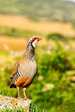 Red legged partridge (Alectoris rufa) on rock