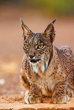 Iberian Lynx or Spanish Lynx or Lynx pardelle (Lynx pardinus), drinking from a water hole, private property, Province of Castilla-La Mancha, Spain, Europe