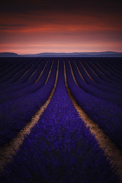 Lavender field on the Plateau de Valensole, Alpes-de-Haute-Provence, France