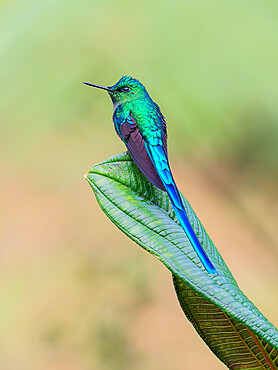 Long-tailed Sylph (Aglaiocercus kingii) on a leaf, Colombia