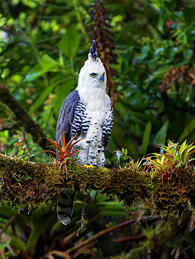 Ornate Hawk-Eagle (Spizaetus ornatus), juvenile, Chiriqui Highlands, Panama