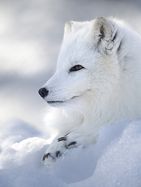 Arctic Fox (Vulpes lagopus), white fox, polar fox, snow fox, in white winter coat, enclosure. Europe, Finland, Ranua Wildlife Park, March