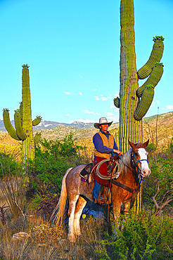 Cow-girl on her horse in front of the a giant saguaro cactus. Tanque Verde ranch. Tucson. Arizona. USA.