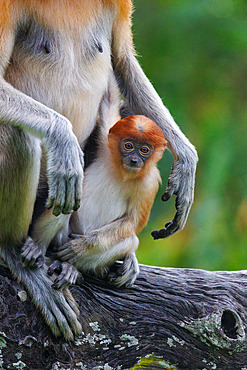 Proboscis monkey or long-nosed monkey (Nasalis larvatus), female and young in a tree, Reserve of Labuk Bay, Sabah, Malaysia, North Borneo, Southeast Asia