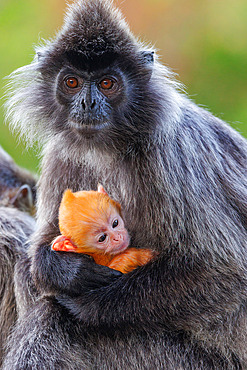 Silvery lutung or Silvered leaf Monkey or Silvery Langur (Trachypithecus cristatus), baby ( orange in color) with the mother, Reserve of Labuk Bay, Sabah, Malaysia, North Borneo, Southeast Asia