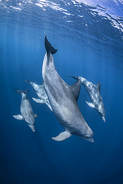 Indian Ocean bottlenose dolphin (Tursiops aduncus) in Mayotte lagoon.