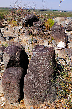 Petroglyphs Mogollon culture ( 1000-1450 ) Three Rivers Petroglyph Site. New-Mexico