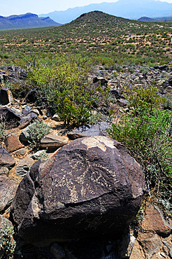 Petroglyphs Mogollon culture ( 1000-1450 ) Three Rivers Petroglyph Site. New-Mexico