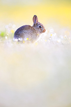 Wild rabbit (Oryctolagus cuniculus) in a flower meadow