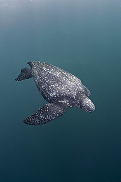 Leatherback sea turtle (Dermochelys coriacea), Vulnerable. Kei ( or Kai ) Islands, Moluccas, eastern Indonesia, Banda Sea, Southwest Pacific Ocean.