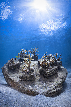 Coral nursery in Mayotte lagoon