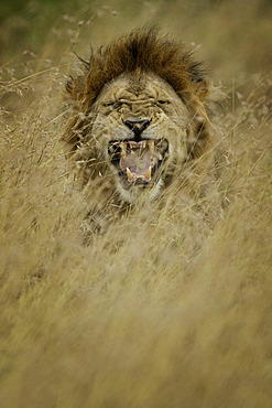 African Lion (Panthera leo) flehmen, Masai Mara, Kenya