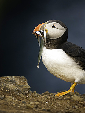 Atlantic puffin (Fratercula arctica) with fish in its beak, Shetland, Scotland