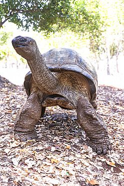 Giant Seychelles tortoise (Aldabrachelys gigantea), Turtle island, Prison island, Zanzibar. This island was used as a prison for slaves, and four giant Seychelles tortoises were introduced. Today, they are protected from poachers, and the oldest are between 170 and 200 years old.