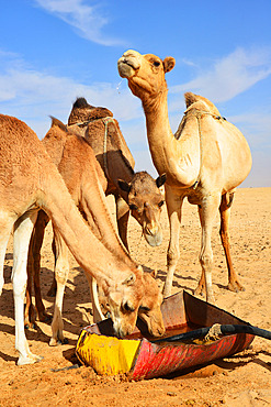 Camels drinking at the camel market of Nouakchott. Nouakchott. Mauritania.