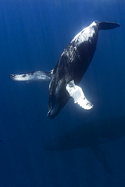 Humpback whale (Megaptera novaeangliae) and calf in the blue, Tahiti, French Polynesia