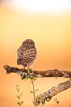 Juvenile Little Owl (Athene noctua) perched among olive trees. Toledo region, Spain