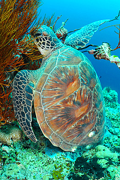 Loggerhead turtle (Caretta caretta), Menjangan dive site, Garden Eel, Bali, Indonesia.