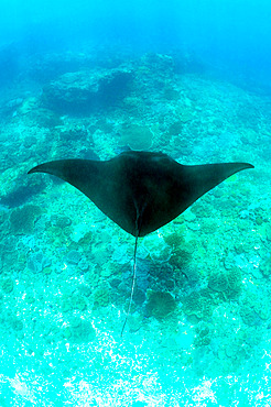 Giant manta (Mobula birostris), Nusa Penida, Manta Point, Bali, Indonesia.