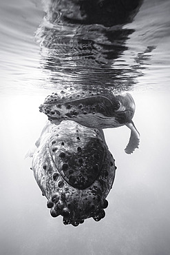 Humpback whale (Megaptera novaeangliae), mother and calf in the warm, safe waters of the Mayotte lagoon.