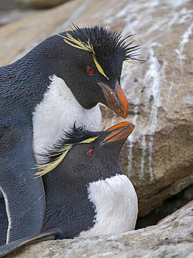 Mating Rockhopper Penguin (Eudyptes chrysocome), subspecies Southern R. Eudyptes chrysocome chrysocome, during spring on Saunders Island. South America, Falkland Islands, October