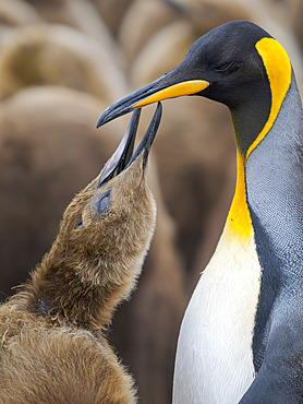 King Penguin (Aptenodytes patagonicus) adult feeding chick in colony. South America, Falkland Islands, Volunteer Point