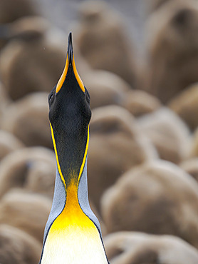 King Penguin (Aptenodytes patagonicus) on the Falkland Islands. South America, Falkland Islands, Volunteer Point