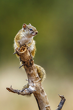 Smith bush squirrel (Paraxerus cepapi) standing on a log in alert isolated in natural background in backlit in Kruger National park, South Africa