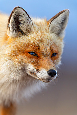 Red fox;Vulpes vulpes), portrait of an adult in winter coat on the Varanger tundra, Norway