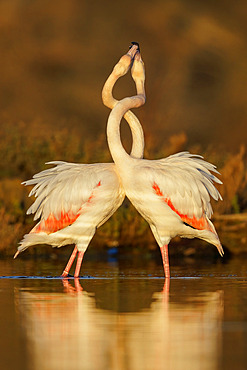 Greater Flamingo;Phoenicopterus roseus), two adults displaying, Lazio, Italy