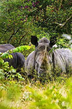 White rhinoceros;rhino) or square-lipped rhinoceros;Ceratotherium simum)Timbavati Game Reserve. Limpopo Province. South Africa