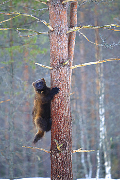 Adult wolverine;Gulo gulo) climbing a pine tree in the boreal forest, Finland