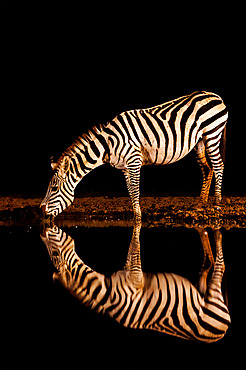 Plains Zebra, or Burchell's Zebra;Equus quagga syn. Equus burchellii), drinking from a pond, at night, Shompole wilderness, Shompole Community, Kenya, East Africa, Africa