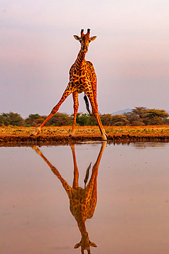 Shrubby savannah landscape with Masai giraffe;Giraffa camelopardalis tippelskirchi) drinking from a waterhole, Shompole wilderness, Shompole Community, Kenya, East Africa, Africa