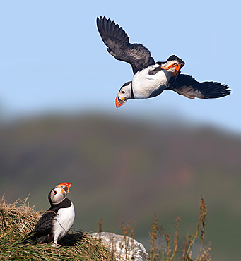 Atlantic puffin;Fratercula arctica) Iceland;digital composition)