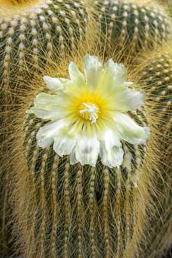 Golden Ball Cactus (Parodia leninghausii) flowering