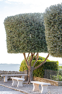 Cylinder-pruned olive trees (Olea europaea), Alpes-Maritimes, France