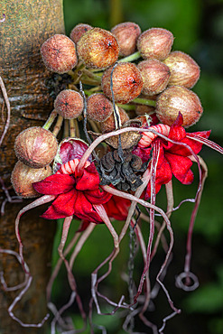 Wild cocoa (Herrania cuatrecasasiana) flowers