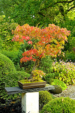 Bonsai Japanese maple and Japanese garden at Moulin de la Lande in Brittany, France