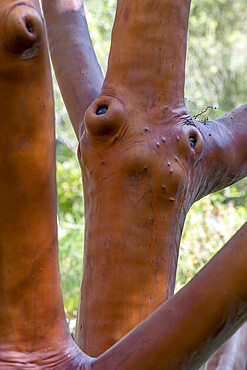 Smooth, reddish bark of Arbutus (Arbutus x thuretiana)