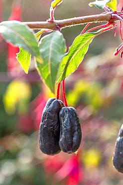 Royal Fuchsia (Fuchsia x regia) 'Regal'