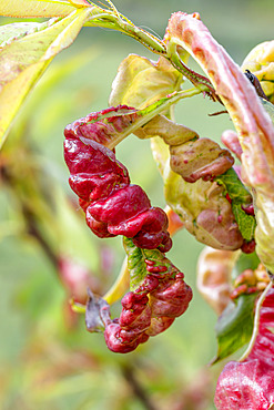 Peach leaf curl caused by the fungus Taphrina deformans