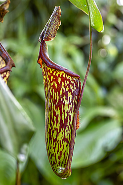 Pitcher Plant (Nepenthes sp.) trap
