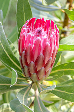 Protea 'Pink Ice'