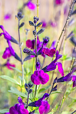 Jame Sage (Salvia x jamensis) 'Violette de Loire', autumn flowering