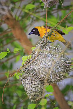 Male Lesser Masked Weaver (Ploceus intermedius) at the entrance to his nest, Namibia, Africa