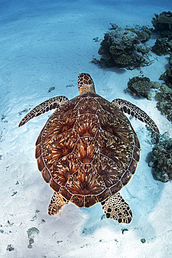 Green Turtle (Chelonia mydas). Coral reef. Maldives. Marine ecosystem. Indian Ocean.