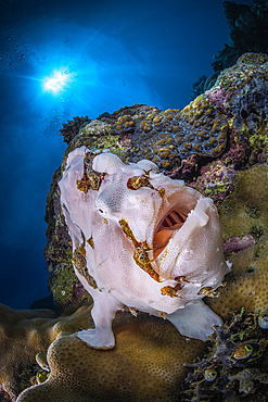 Commerson's frogfish (Antennarius commerson) on the reef, Passe en S, Mayotte
